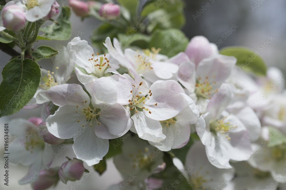 blossom of apple tree flowers on one branch blossom of apple tree flowers on one branch