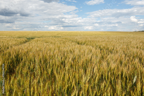 Golden wheat field at cloudy day