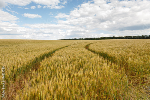 Golden wheat field at cloudy day © sveten