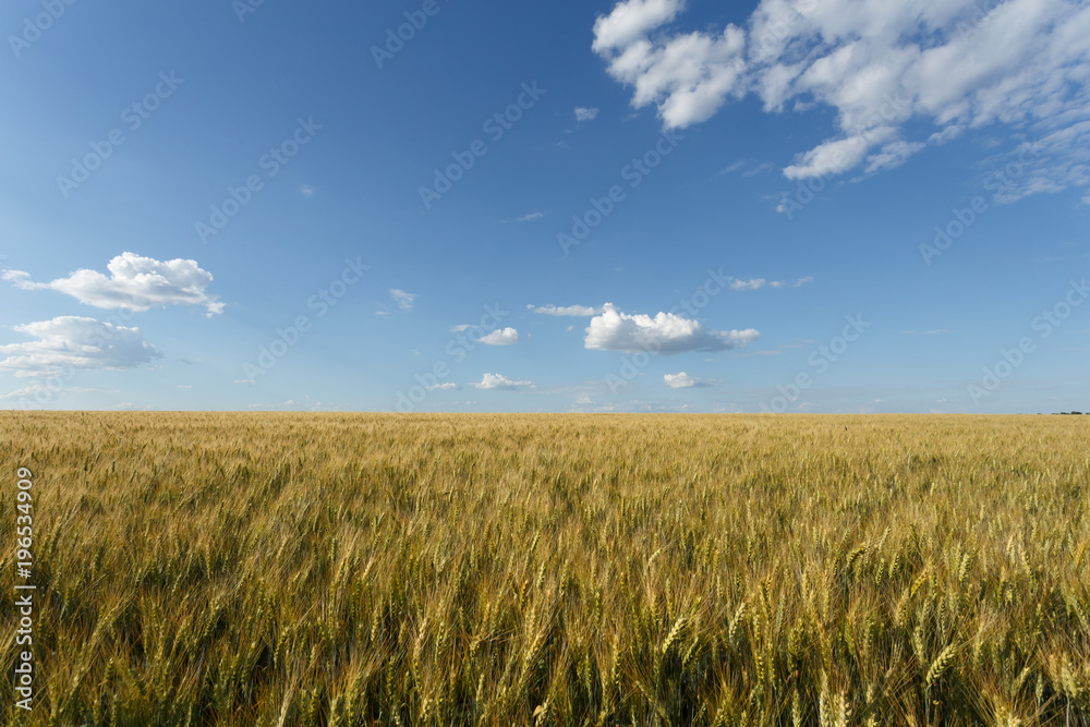 Golden wheat field at cloudy day