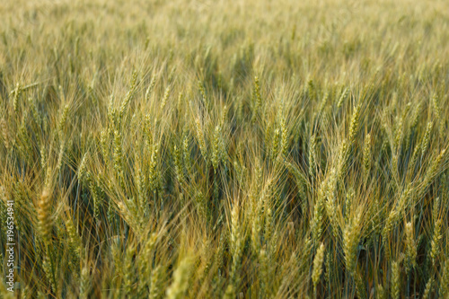 Golden wheat ears in a field © sveten