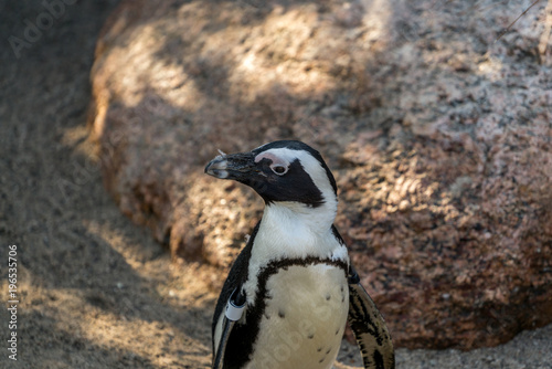 Penguin at the zoo in Leipzig