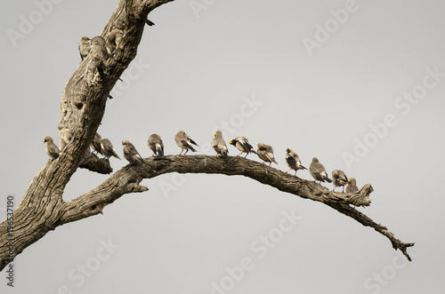 Etourneau caronculé,.Creatophora cinerea, Wattled Starling, Afrique du Sud photo