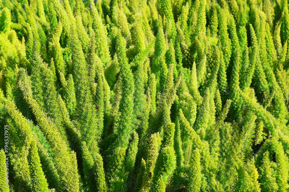 hedge from the evergreen shrub hedge from the evergreen shrub