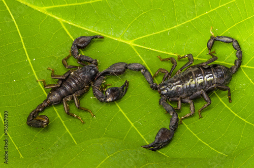 Due scorpioni che combattono tra loro © giadophoto