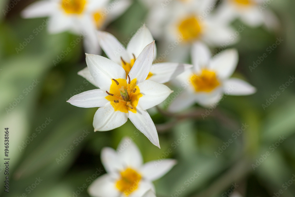 white yellow tulips white yellow tulips
