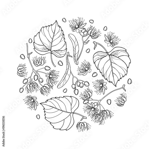 Vector round composition of outline Linden or Tilia or Basswood flower bunch, bract, fruit and ornate leaf in black isolated on white background. Contour Linden for summer design and coloring book.