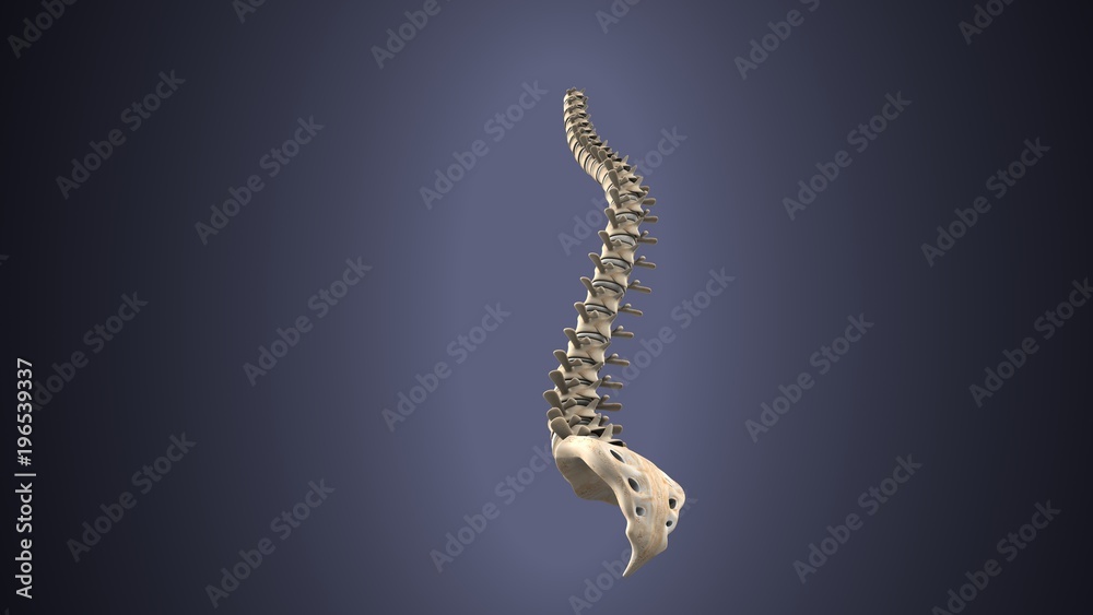 3d render of human skeleton anatomy 3d render of human skeleton anatomy