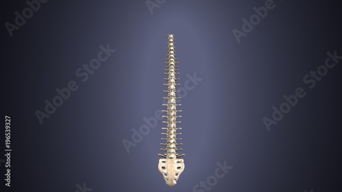 3d render of Human Spinal Anatomy
