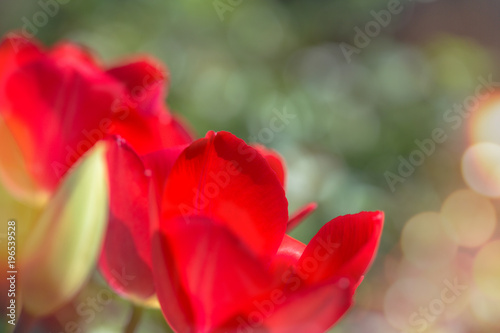 Red Tulips in closeup view