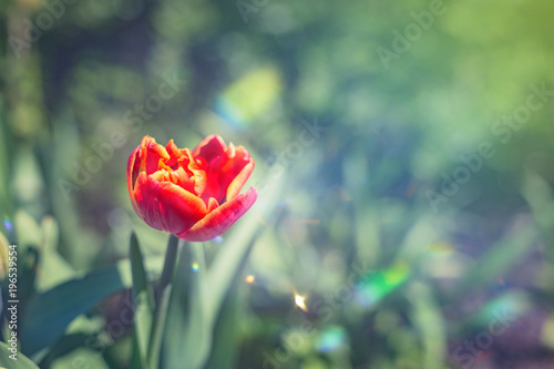 Red Tulips in closeup view
