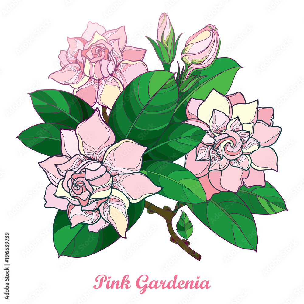 Vector outline pink Gardenia flower bouquet, bud and ornate green leaves  isolated on white background. Branch with tropical fragrant plant Gardenia  in contour style for summer design. Stock Vector | Adobe Stock