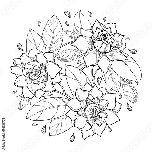 Vector round bouquet with outline Gardenia flower, bud and ornate leaf in black isolated on white background. Bunch with tropical plant Gardenia in contour style for summer design and coloring book.