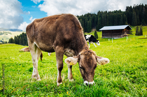 Kuh auf der Alm in den Bergen  photo