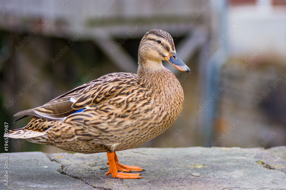 Close-up portrait of a mallard duck Close-up portrait of a mallard duck