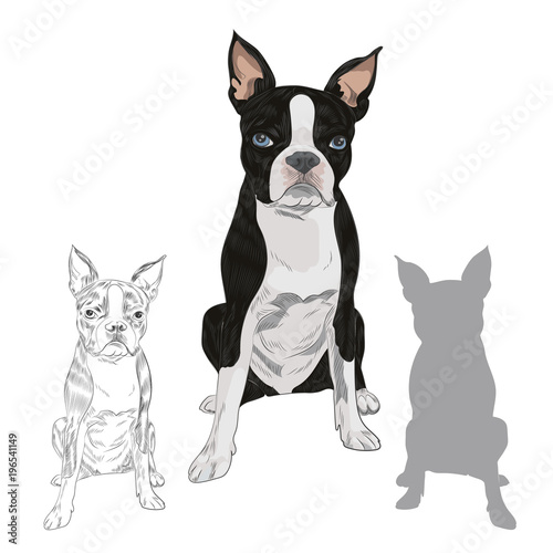 Boston Terrier dog breed isolated on white background. Purebred canine in sketch and silhouette for your design.
