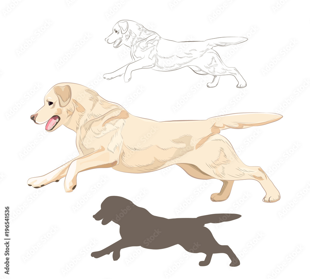 Vettoriale Stock Labrador dog running isolated on white background. Active  purebred canine hand drawn sketch and silhouette. | Adobe Stock
