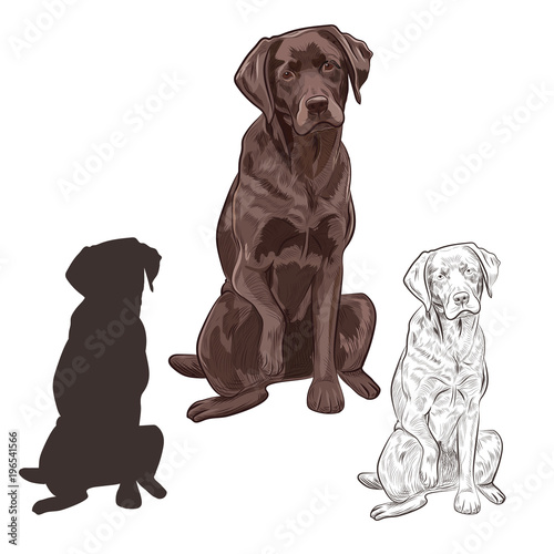 Brown labrador dog sitting isolated on white background. Friendly purebred canine hand drawn sketch.