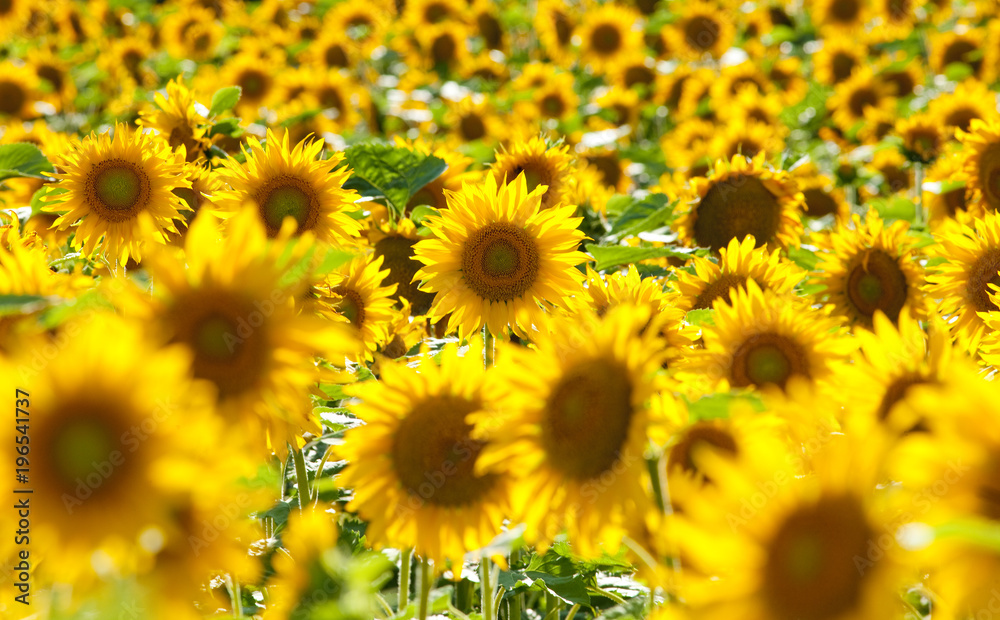 Czech Republic, Southern Bohemia - Field of Sunflowers. Czech Republic, Southern Bohemia - Field of Sunflowers.
