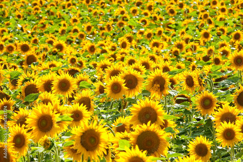 Czech Republic, Southern Bohemia - Field of Sunflowers. Czech Republic, Southern Bohemia - Field of Sunflowers.