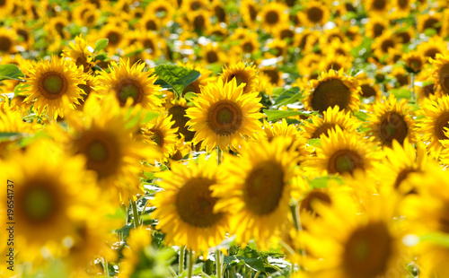 Fototapeta Naklejka Na Ścianę i Meble -  Czech Republic, Southern Bohemia - Field of Sunflowers.