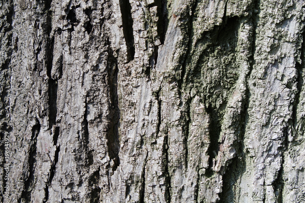 Obraz premium Baumrinde
