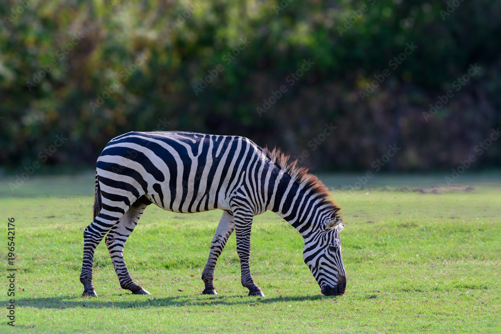 Plains zebra, Common zebra or Equus quagga graze on pasture with green background. Plains zebra, Common zebra or Equus quagga graze on pasture with green background.