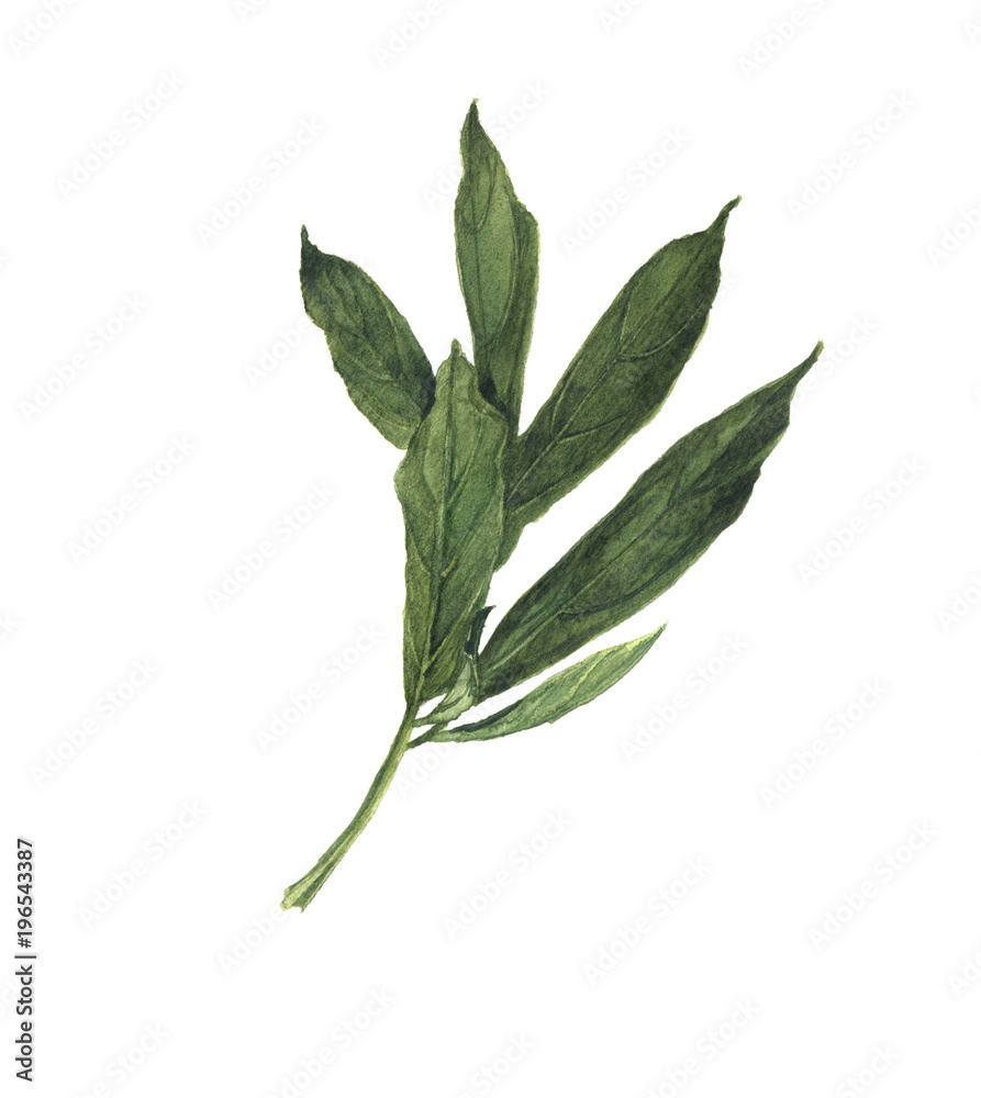 Peony leaf watercolor hand drawn illustration. Isolated.