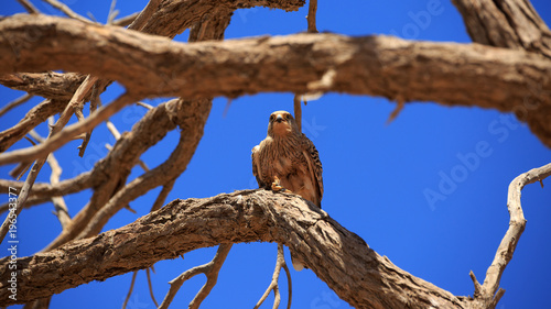 Falke