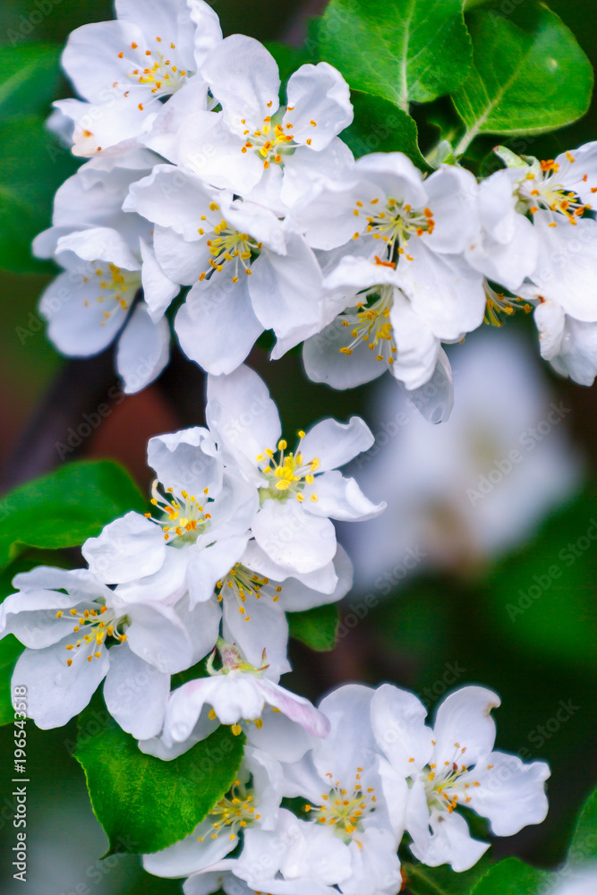 Fototapeta premium apple blossoms in spring