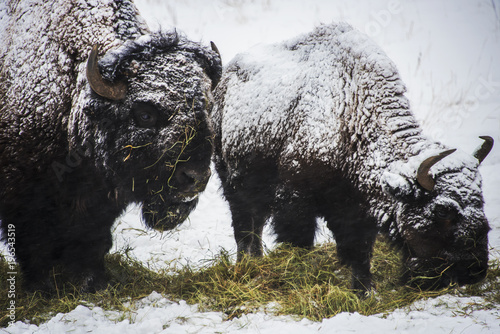 Genesee Bison photo