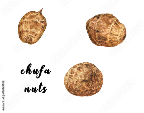 Chufa nut, earth almond, also known as tiger nut. Watercolor illustration. Isolated. photo