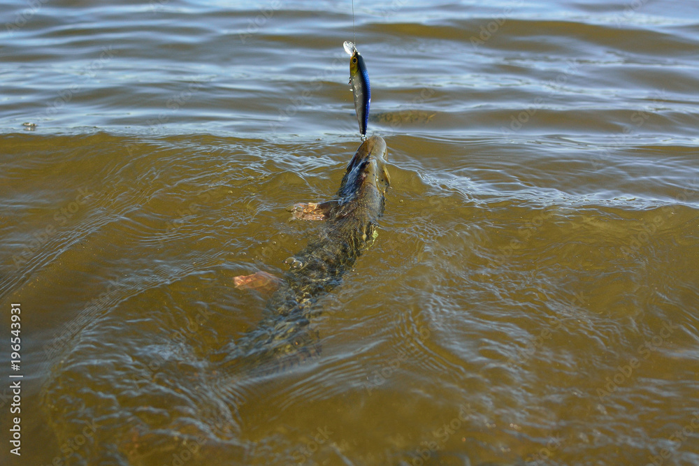 Obraz premium Summer fishing, pike fishing, spinning on the lake