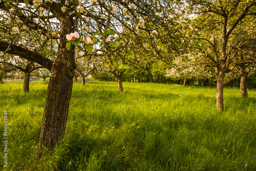 Obraz premium Obsthain in der Eifel