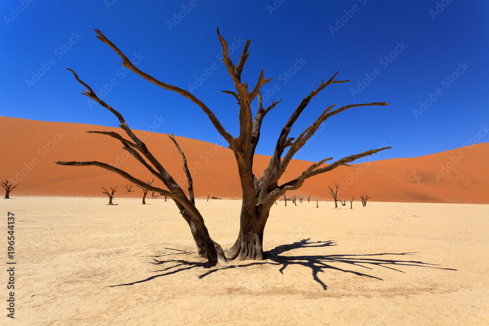 Dead Vlei