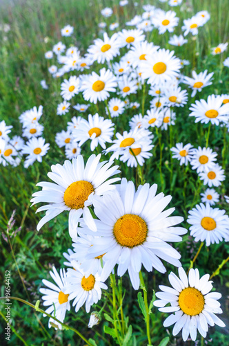 White daisies on bright summer day. © fotomm2