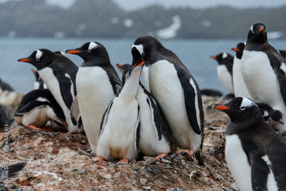 Fototapeta premium Gentoo penguin feeds chick