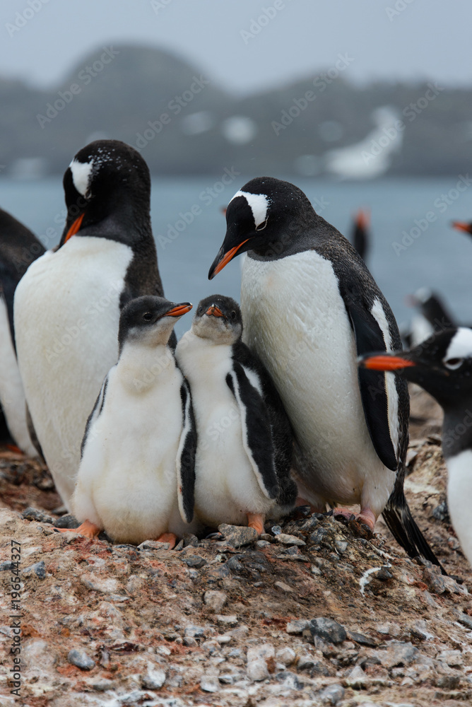 Obraz premium Gentoo penguin with chicks in nest