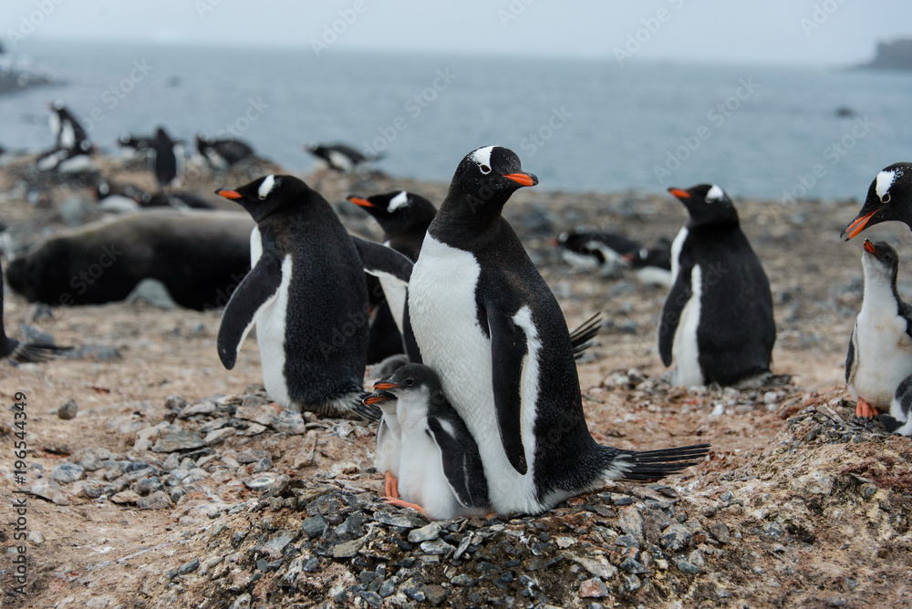Fototapeta premium Gentoo penguin with chicks in nest