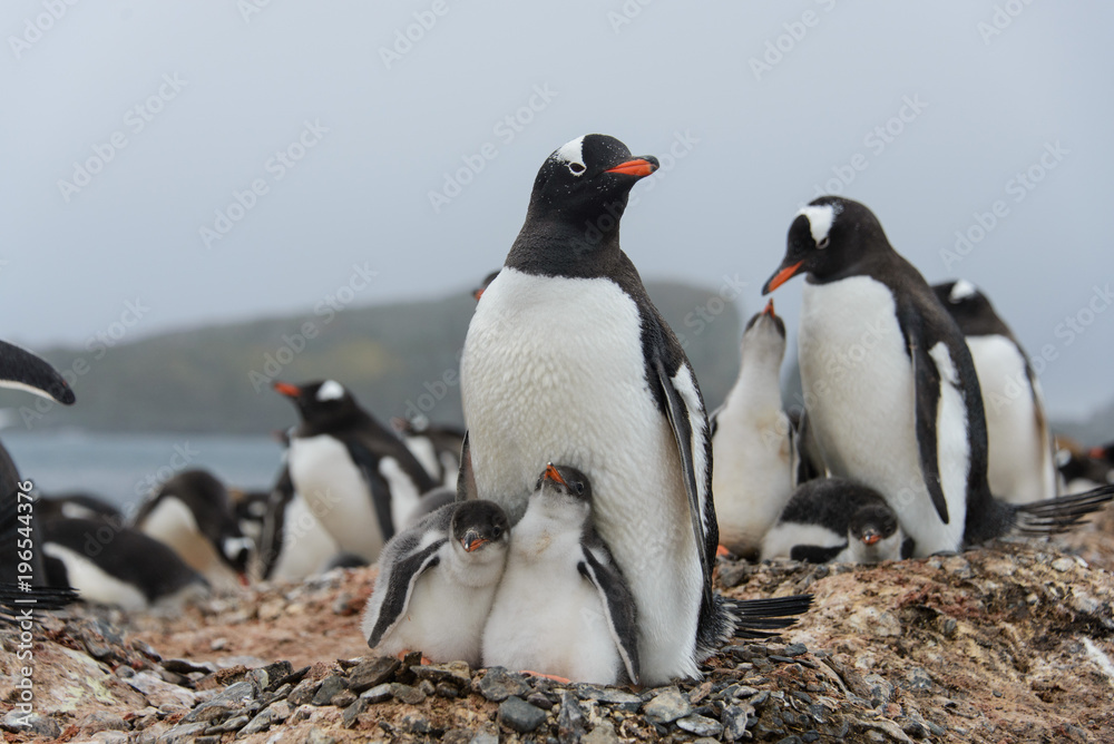 Obraz premium Gentoo penguin with chicks in nest