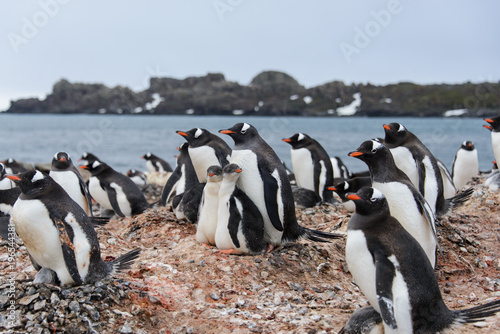 Gentoo penguin with chicks in nest