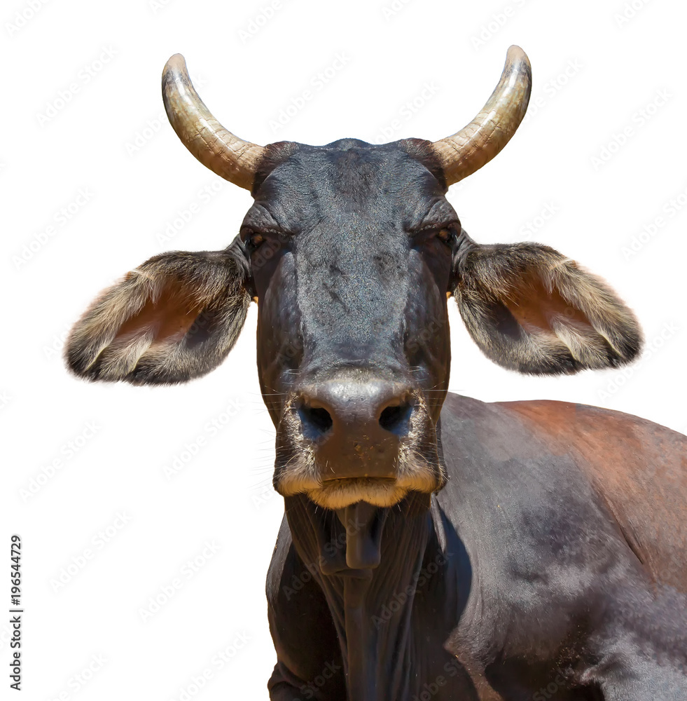 Cow isolated on white blue sky or green grass Cow isolated on white blue sky or green grass