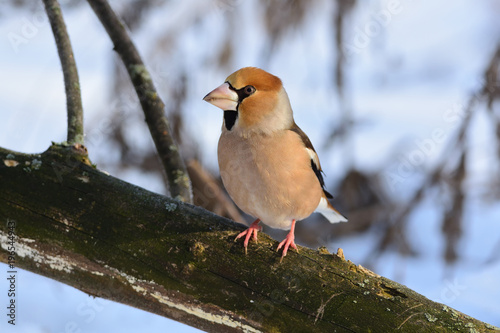The hawfinch sits on a fallen dry log against the background of dry grass and snow.