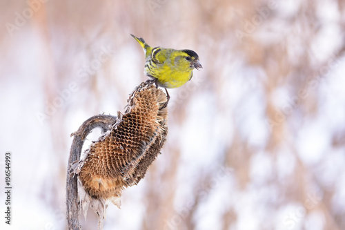 Photos Eurasian siskin sits on a basket of sunflower with seed in the beak