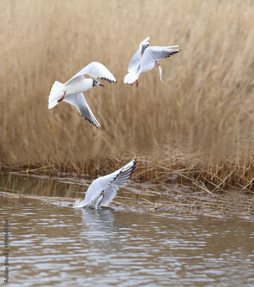 A flock of seagulls is circling above the water and catching fish ... A flock of seagulls is circling above the water and catching fish ...