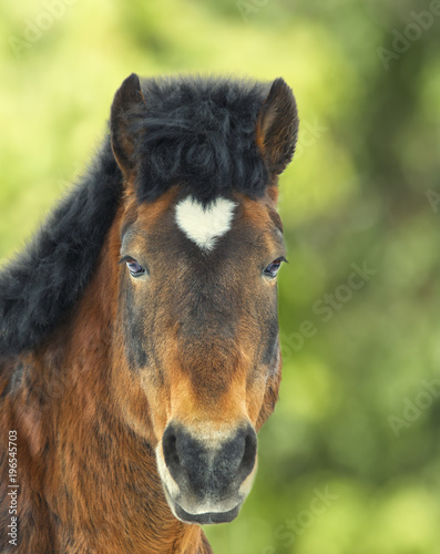 Fototapeta Naklejka Na Ścianę i Meble -  Arabian gelding with heart shaped star