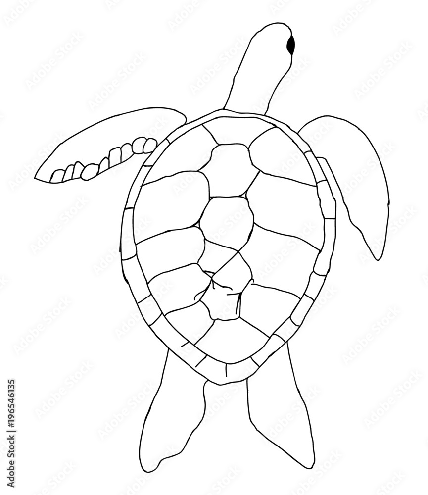 Schildkröte gezeichnet Stock-Vektorgrafik | Adobe Stock