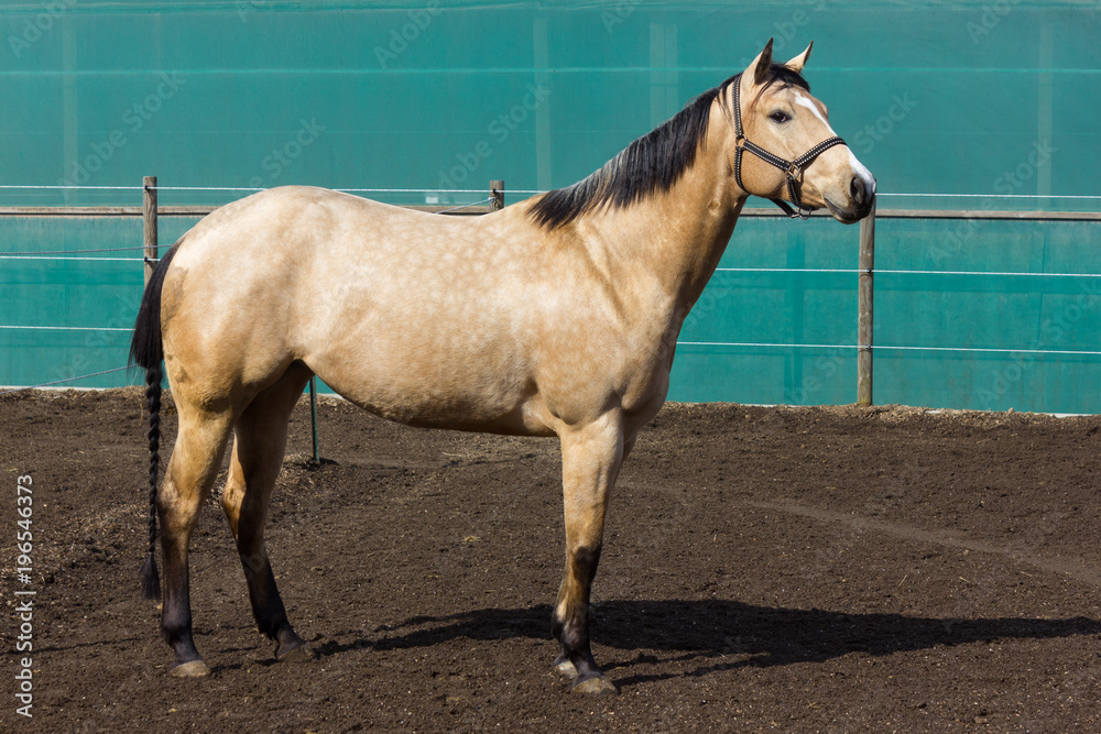 Fototapeta premium brown and white horses on a paddock when sun shines