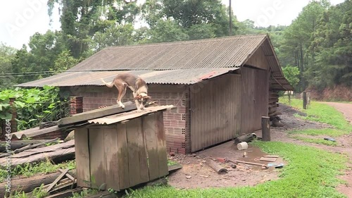 Dog on a leash mistreated abandoned on top of roof4