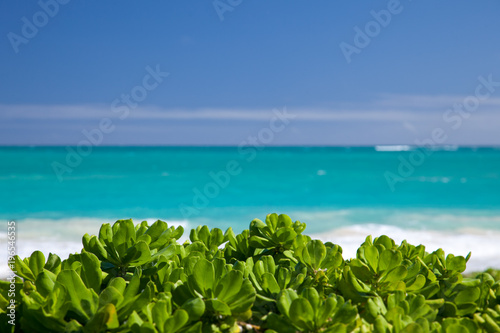 Naupaka on Kailua Beach photo